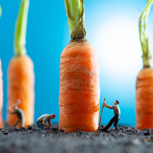 Collecting Carrots