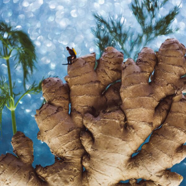 Ginger Reef